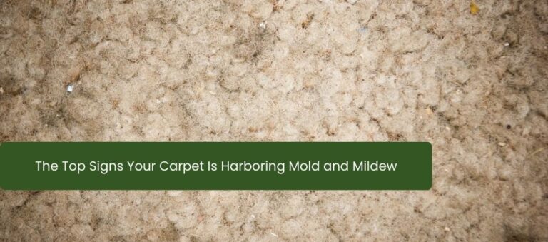 The Top Signs Your Carpet Is Harboring Mold and Mildew