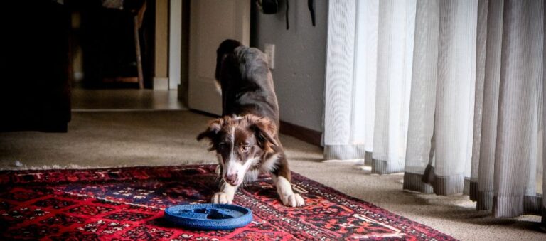 Do Area Rugs Affect Indoor Air Quality