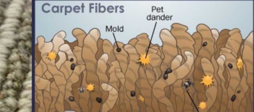 How Often Should You Clean an Area Rug 