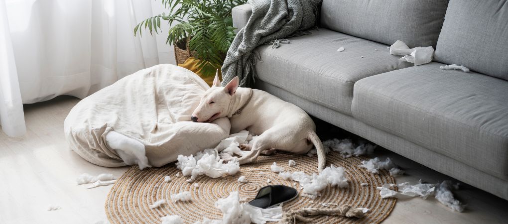 What Happens If You Don’t Clean Your Rugs Regularly